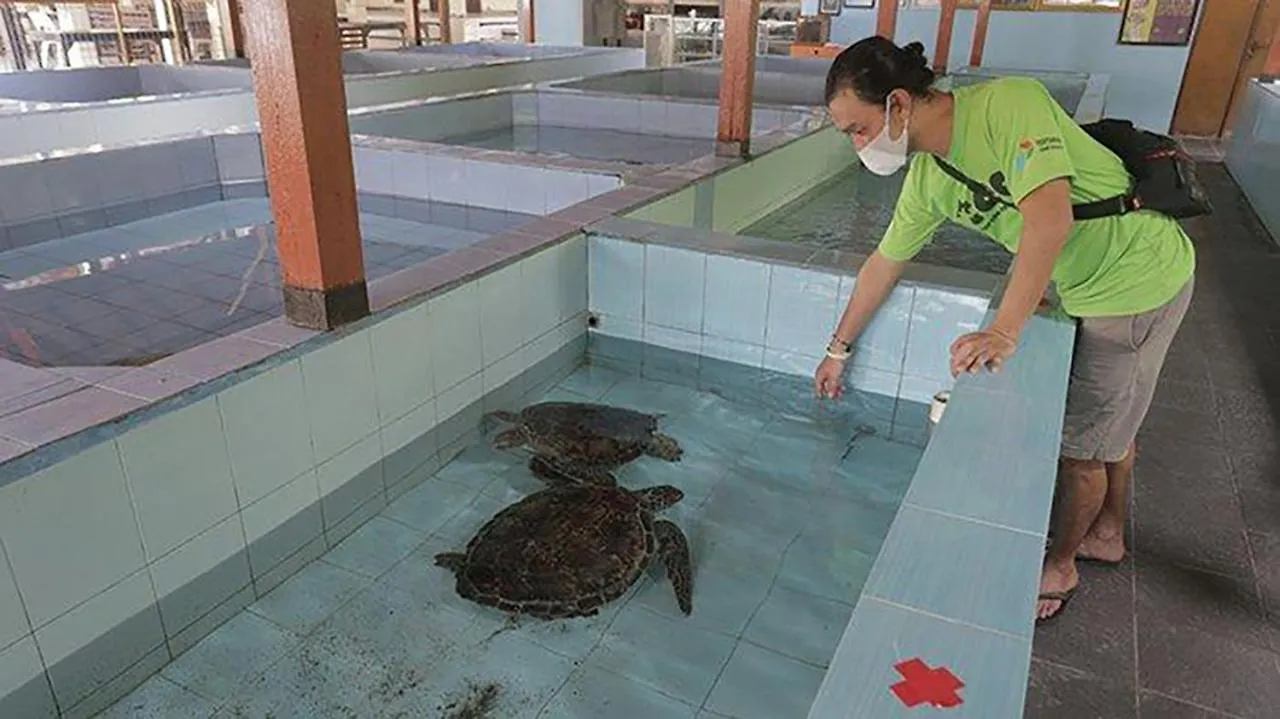 Pima Homestay Pesanggaran 0*,  Indonesië